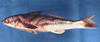 Menticirrhus saxatilis (Northern Kingfish)