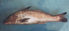 Menticirrhus littoralis (Gulf Kingfish)