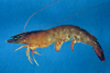 Farfantepenaeus aztecus (Brown Shrimp)