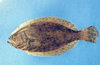 Paralichthys dentatus (Summer Flounder)