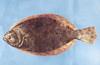 Paralichthys lethostigma (Southern Flounder)