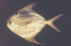 Peprilus alepidotus (Harvestfish)