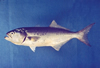 Pomatomus saltatrix (Bluefish)