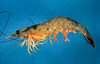 Litopenaeus setiferus (White Shrimp)