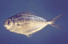 Peprilus triacanthus (Butterfish)