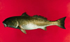 Sciaenops ocellatus (Red Drum)