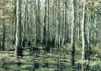 Carolina Bay wetland community - photo by South Carolina Wildlife Magazine