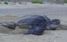 Leatherback Sea Turtle