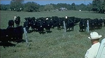 A farmer surveys his pastures