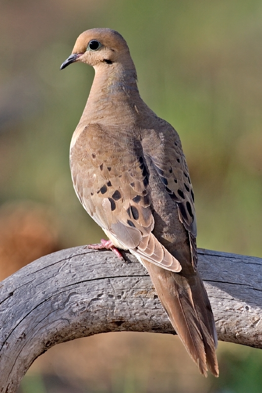 SCDNR Species Mourning Dove