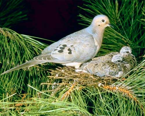 Mourning Dove with Chicks
