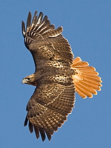 Scdnr Species Red Tailed Hawk Scdnr Species Red Tailed Hawk