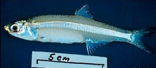 SCDNR - Species: Bay Anchovy