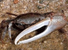 Fiddler Crab