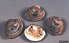 Hard Clam
