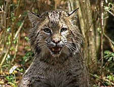 Bobcat - Photo courtesy of South Carolina Wildlife magazine