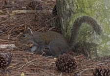 Eastern Gray Squirrel - Photo courtesy of South Carolina Wildlife magazine