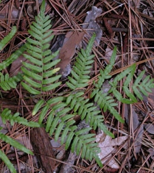 Bracken Fern