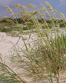 Sea Oats