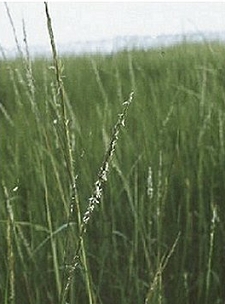 Smooth Cordgrass