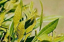 Wax Myrtle