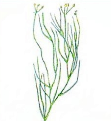 Widgeon Grass