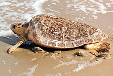Loggerhead Sea Turtle