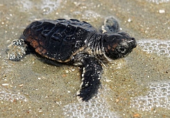 Loggerhead Sea Turtle Hatchling