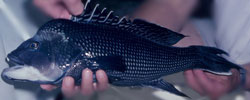 Black Sea Bass