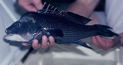 Black Sea Bass