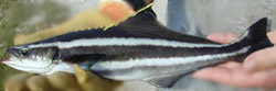 Cobia Fish