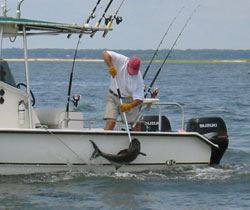 Cobia Fish being caught by fisherman