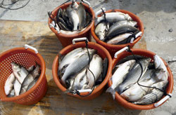 Baskets of Fish