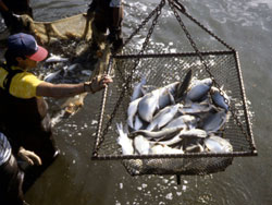 Fish being brought aboard