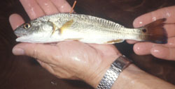 Reddrum Fish