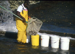 Reddrum being released