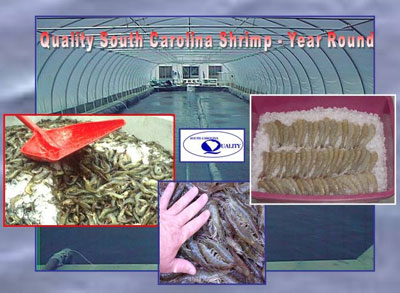 Quality South Carolina Shrimp for Market