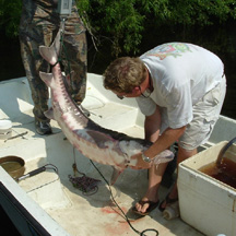 Image of Adult Atlantic Sturgeon caught on the Edisto River