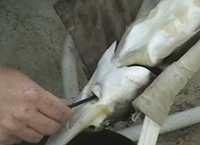 Image of sturgeon undergoing gastric lavage procedure