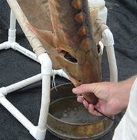 Image of sturgeon undergoing gastric lavage procedure