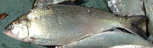 American Shad