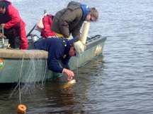 Image of biologists freeing shad from gill net
