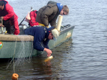 Biologists free shad from net.