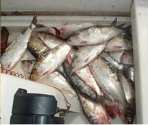 Image of commercial shad catch