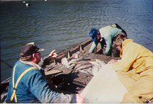 Image of biologist sampling commercial shad catch