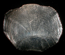 Image of shad scale