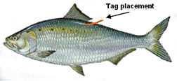 Image of shad with tag
