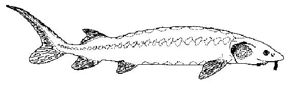 Image of Adult Atlantic Sturgeon caught on the Edisto River