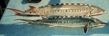 Image of Sturgeon found along the SC coast