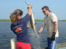 Image of biologists freeing sturgeon from gill net